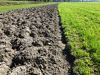 A gauche, prairie retournée avec la charrue déchaumeuse; à droite, prairie intacte.