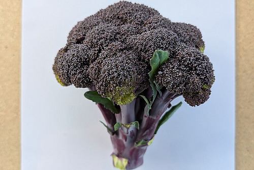 Tête de brocoli violet.