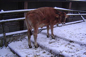 Courette pour vaches avec escaliers