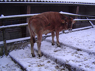 Courette pour vaches avec escaliers.