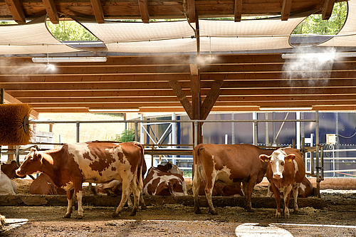 On aperçoit un enclos en plein air équipé d'auvents; un brouillard provenant d'un système d'arrosage s'abat sur les vaches.