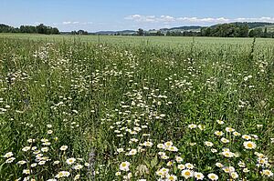 Une surface fleurie avec des maigresites devant un champ de céréales.