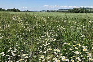 Une surface fleurie avec des maigresites devant un champ de céréales.