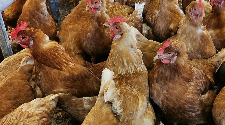 Plusieurs poulets bruns en groupe. 