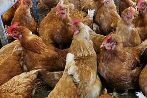 Plusieurs poulets bruns en groupe. 
