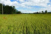 Champ de blé en épi avec quelques graminées dedans