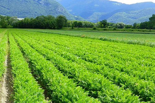 Belle culture de carottes sur buttes, feuillage abondant, peu avant la récolte. Au loin, une chaîne de montagnes.