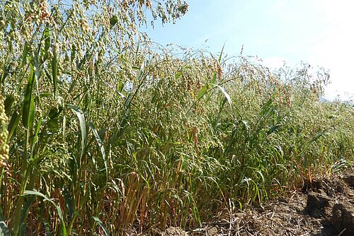 Des plantes vrtes à jaunes de millet juste avant la récolte, elles sont presques mûres. 