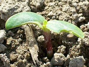 Cotylédon de tournesol sur lequel il y a des morsures de limaces