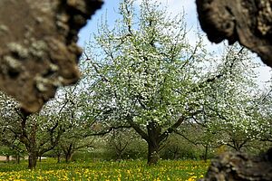 Une image d'un arbre à haute tige photographié à travers un trou de branche.