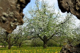 Une image d'un arbre à haute tige photographié à travers un trou de branche.