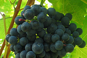 grappe bleue et mûre sur le cep