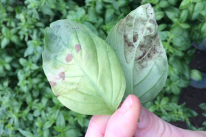 feuilles avec des endroits bruns et noirs. 