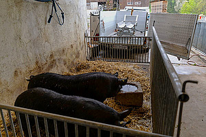 Deux cochons dans une baie, devant laquelle se trouve une remorque T-Trailer.