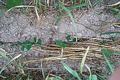 En écartant le blé qui fait 80 cm de haut, on voit, près du sol, une ligne de soja qui a 10 cm de haut.
