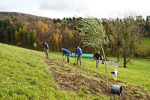 Plusieurs personnes travaillent avec des bêches sur une bande de plantation, au premier plan se trouve déjà un arbre.