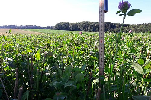Dans un champ de blé fraîchemen récolté, la photo a été prise à 10 cm du sol. On voit des chaumes de céréales et des plantes de trèfle qui sont aussi hautes , voire légèrement plus, que les chaumes.