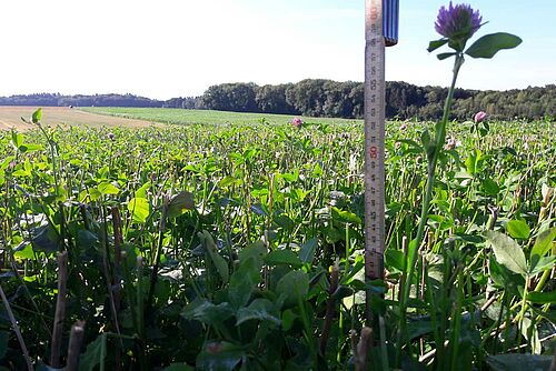 Au raz des chaumes de blé, on voit des trèfles pousser.