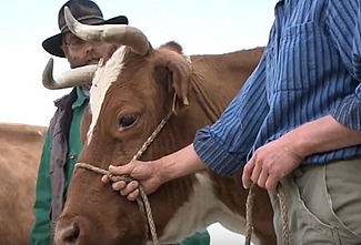 Vache haltée guidée par un homme.