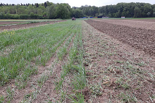 Différentes bandes de 6 m de large, certaines avec végétation, d'autres avec sol nu.