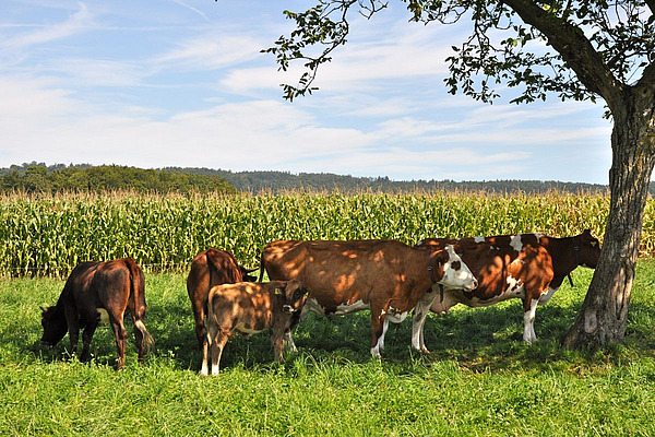 Des vaches paissent dans le pré, à l'ombre d'un arbre.