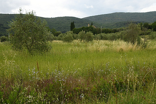 On aperçoit des oliviers éparpillés au milieu de hautes cultures de céréales verdoyantes. 