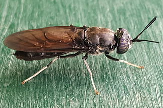 La mouche soldat noire, Hermetia illucens, est originaire des latitudes subtropicales et tropicales d’Amérique. Photo: FiBL, Jens Wohlfahrt