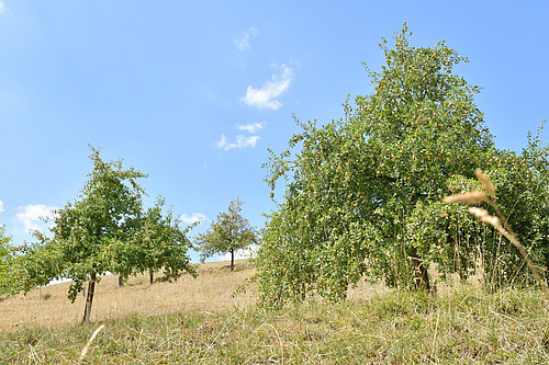Des arbres fruitiers verts chargés de pommes mûres sont disséminés sur un versant. 