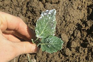 Plante de brocoli avec un dépôt de poudre de roche