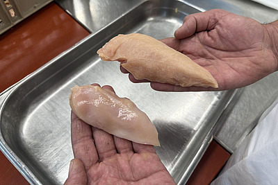 Une personne tient deux morceaux de blanc de poulet de tailles différentes: la poitrine d’un frère coq est plus petit que la poitrine de poulet.