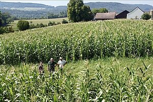Des gens dans un champ de maïs
