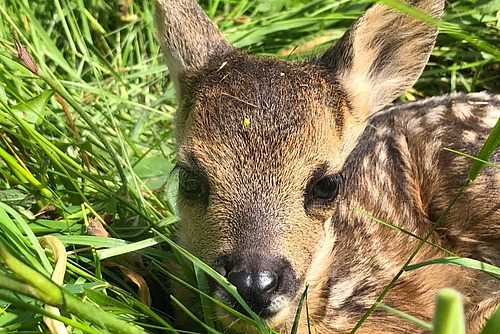 Ein junges Rehkitz liegt verborgen im hohen, grünen Gras und schaut mit grossen dunklen Augen in die Kamera.