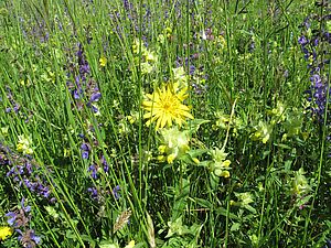 Prairie avec sauge en fleurs, potamochère et autres