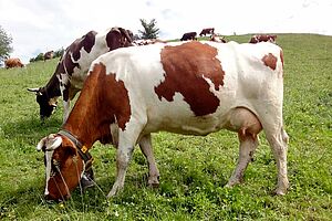 Vache sur pâturage