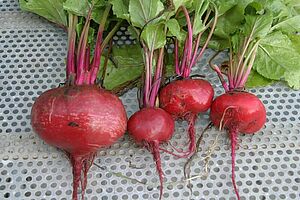 Quatre plantes de betteraves rouges lavées avec leur feuillage, sur un grillage métallique