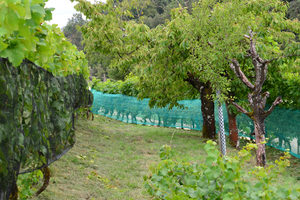 [Translate to Französisch:] Le long d'une rangée de vignes se trouvent plusieurs arbres et un tronc de bois mort. 