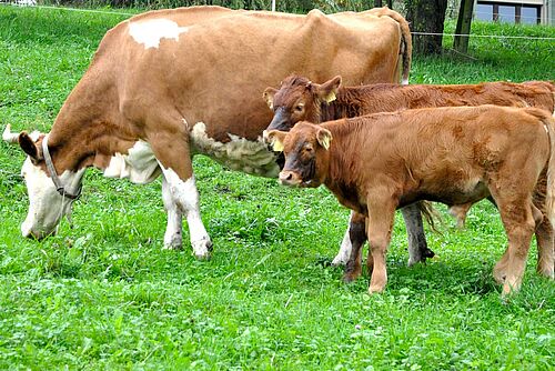 Vache avec deux veaux au pâturage