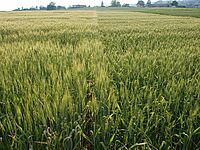 Champ de blé après l'épiaison