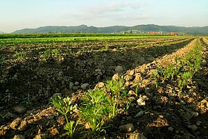 Jeunes carottes cultivéess sur butte