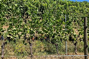 Des vignes qui souffrent de la sécheresse