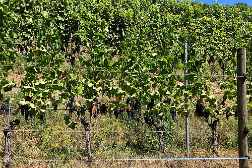 Des vignes qui souffrent de la sécheresse