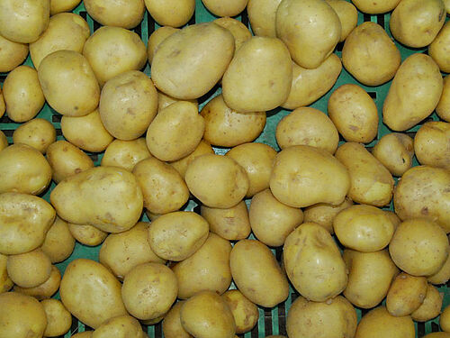 pommes de terre précoces lavés