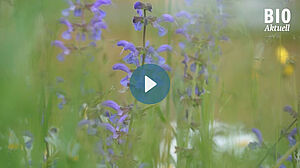 Vue rapprochée d'une prairie fleurie