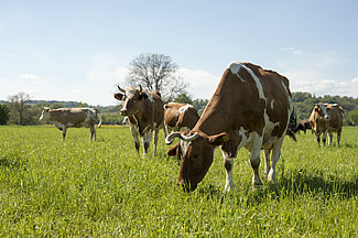 Vaches avec des cornes dans un pré.