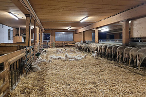 Bergerie avec des moutons et une aire de repos recouverte de litière où se trouvent de nombreux agneaux.