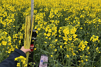 Une main tient un mètre pliant et un téléphone portable dont l'écran est visible devant un champ de colza aux fleurs jaunes.