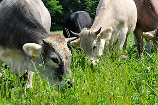Bétail en train de brouter.