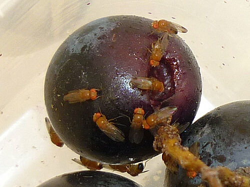 Larves de Drosophila suzukii qui rentrent et sortent d'une baie bleue-noire de raisin 