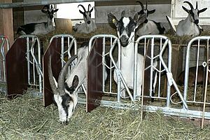 Au 1er plan: chèvres dans un cornadis ouvert. A l'arrière-plan, chèvres couchées sur un balcon.