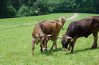 Vache et taureau au pâturage.